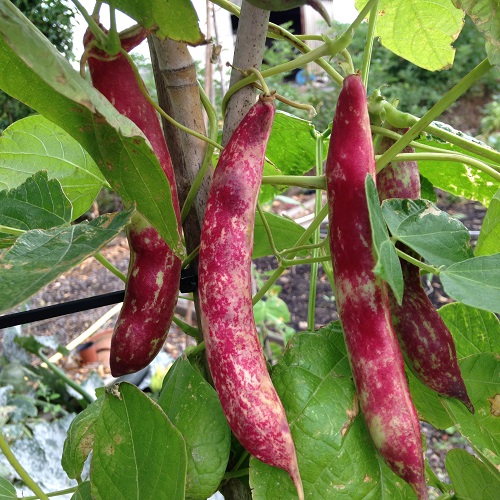 French Bean Borlotto Lingua Di Fuoco